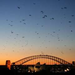 Bats