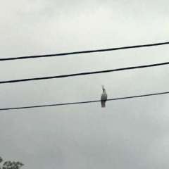 Cockatoos