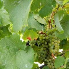 Hunter Valley