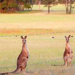 Hunter Valley