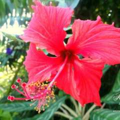 Vanira Lodge - We saw more flowers here than anywhere on the island!