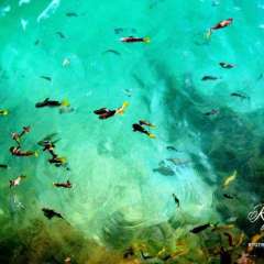 Fish enjoy scraps from the deck of the Blue Pineapple restaurant.