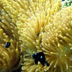 Scuba Diving - Anemone with little Blue Clownfish
