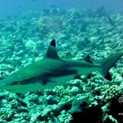 Black tip reef shark circling