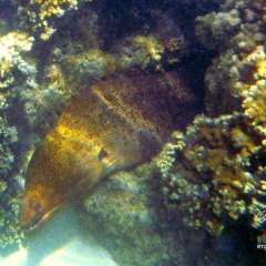 Monster moray eel. He was huge and mean. Backing up slowly is a challenge in fins.
