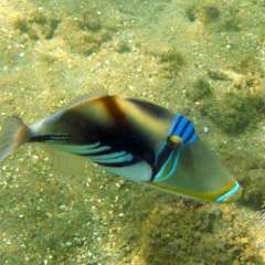 Picasso Triggerfish - There were a number of these beauties around our bungalow.