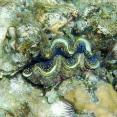 Huahine - giant clam