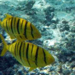 Huahine snorkel