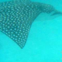 Raiatea snorkel - spotted eagle ray