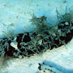 Sea cucumber (one of millions)