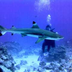 Huahine - This shark kept circling between Sheila and Tom!