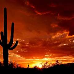 Saguaro Sunset by Saguaro Pictures