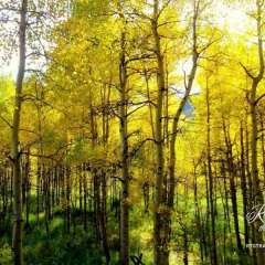 Ashcroft ghost town - The very beginning of our fall aspen colors!