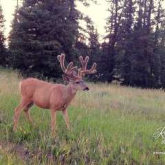 Ashcroft ghost town - Cutie pie