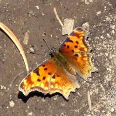 True Brushfoot Butterfly, Hoary Comma