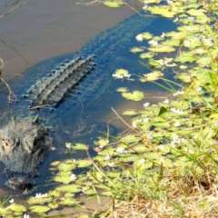 Golf hazard - Alligator