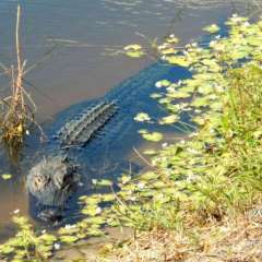 Golf hazard - Alligator