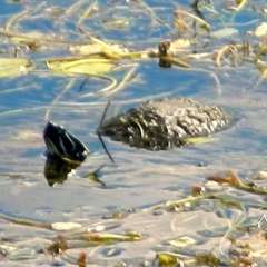 Golf observer - fresh water turtle