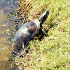 Golf observer - fresh water turtle