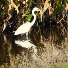 Golf observer - snowy egret