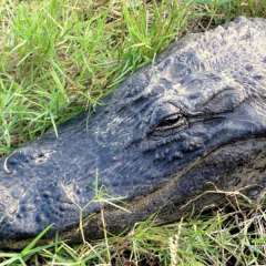 Everglades closeup. Sheila was on the ground eye-balling this guy for this shot...not so clever.