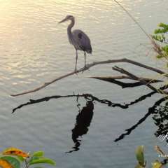 Everglades Heron reflection. Tom was incredibly patient for this shot.