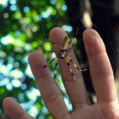 Everglades Arachnid
