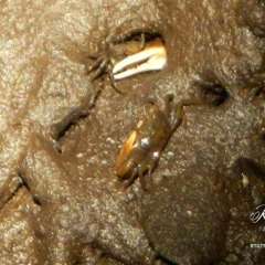 Everglades Fiddler Crabs