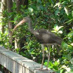 6C Everglades Ibis