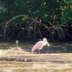 Everglades Spoonbill