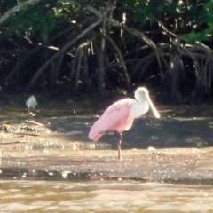 Everglades Spoonbill