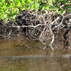 Everglades swimmer