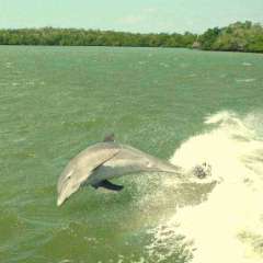 Dolphin frolic