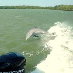 Dolphin frolic