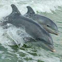 Dolphins - This photo provided by our excursion hosts Dolphin Explorer