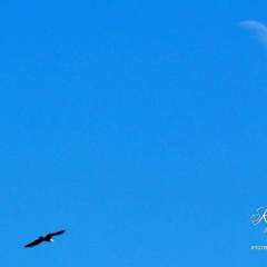 Bald eagle & moon photo taken while walking around the neighborhood