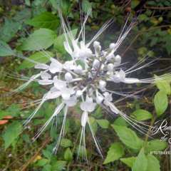 Hawaii Tropical Botanical Garden 1