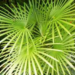 Hawaii Tropical Botanical Garden