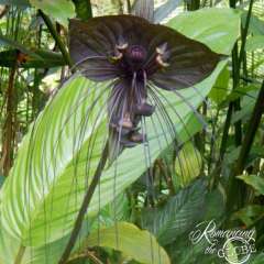 Hawaii Tropical Botanical Garden