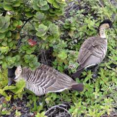 Hawaii Volcanos National Park - Nenes