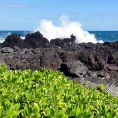 Hilo coast