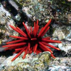 Kapoho Tide Pools