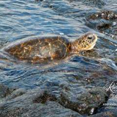 Punalu'u Black Sand Beach Park