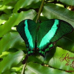 Butterfly Garden