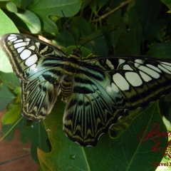 Butterfly Garden