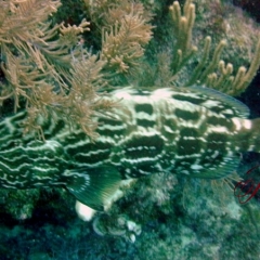 Dive - Black grouper