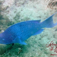 Dive - Blue Parrotfish