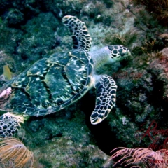 Dive - Hawksbill turtle