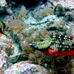 Dive - Red parrotfish