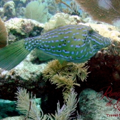 Dive - Scrawled filefish